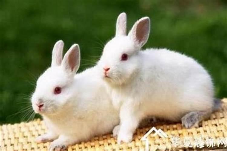 女属兔和什么属相最配夫妻，女属兔的和什么属相最配婚