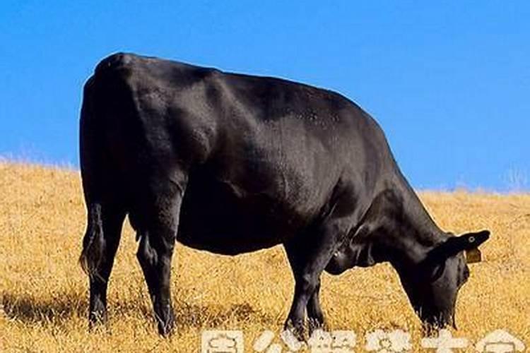 梦见黑牛是什么预兆