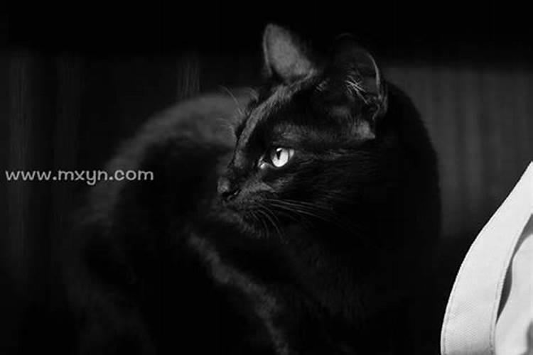 梦见黑猫是什么兆头