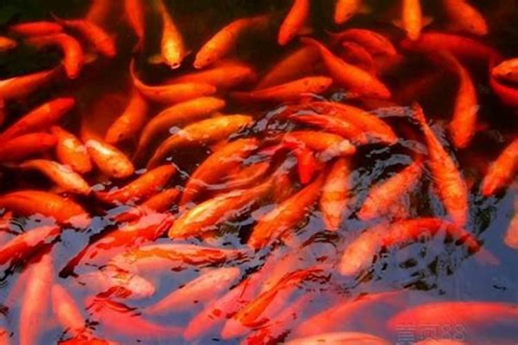 梦见红色的小鲤鱼在水里游