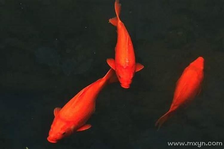 梦见红色鲤鱼是什么征兆女人怀孕