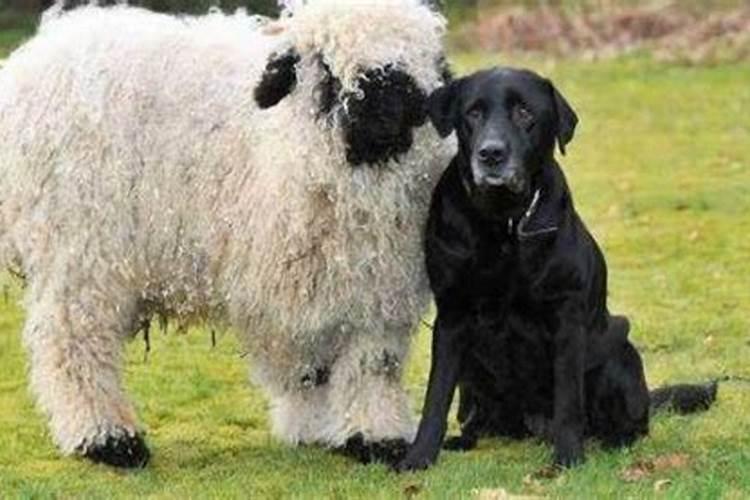 狗和羊八字合吗