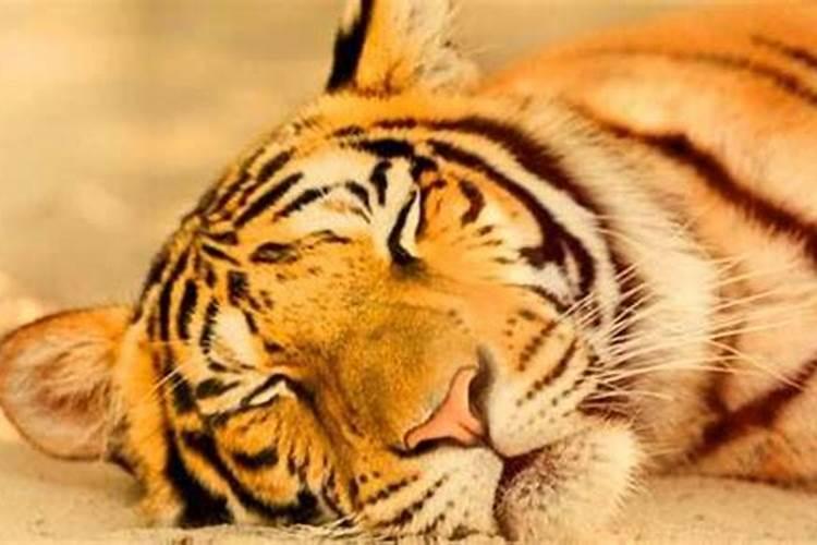 梦到老虎进家是什么意思周公解梦