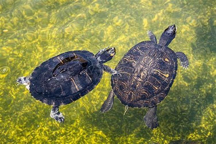 梦见两只乌龟一大一小在水里游