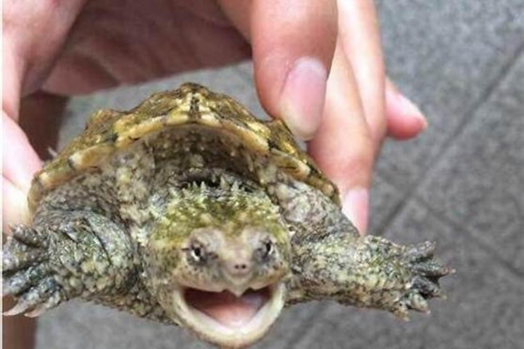 梦见乌龟咬人是什么预兆男性解梦