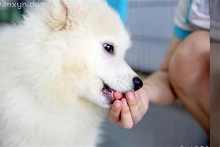 梦见狗咬自己手是什么意思呀？梦见狗咬自己手不放预示什么