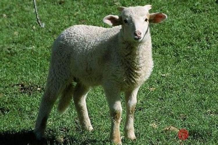 为何属羊的婚姻不顺