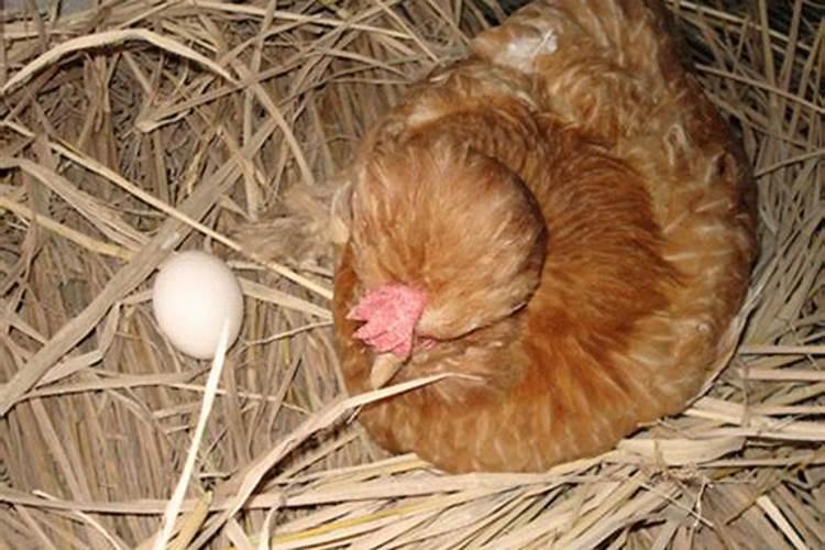 孕妇梦见鸡生蛋是什么意思