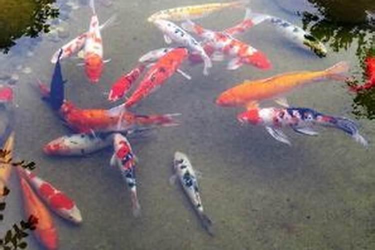 梦到红鱼在水中游好吗