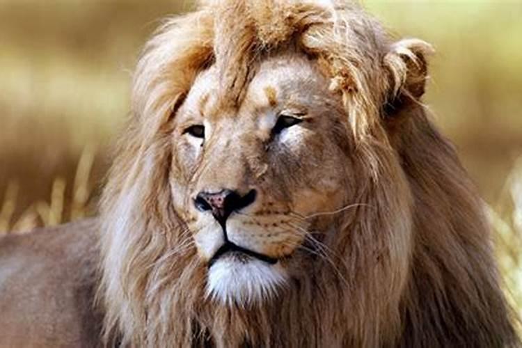 梦见狮子是什么预兆男性人