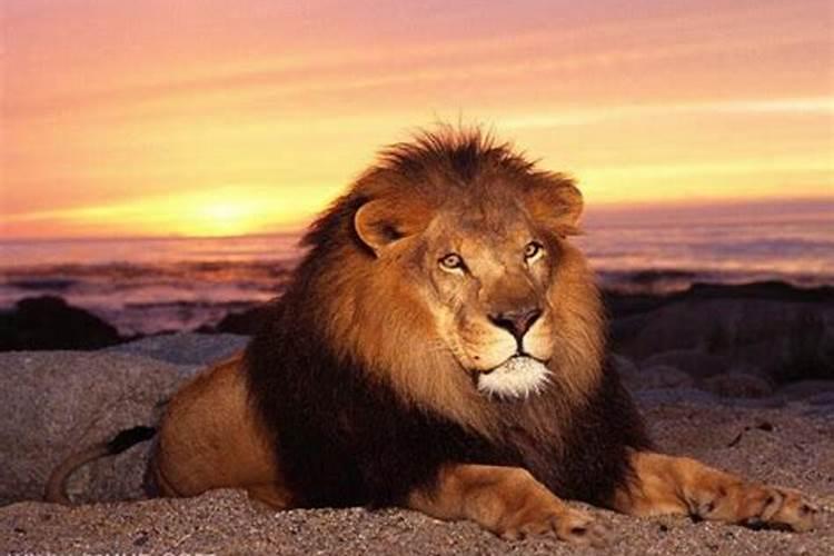男人梦见狮子很温顺是什么征兆