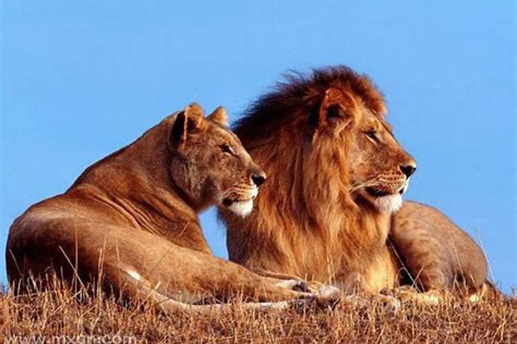 梦见狮子是什么预兆男性人体