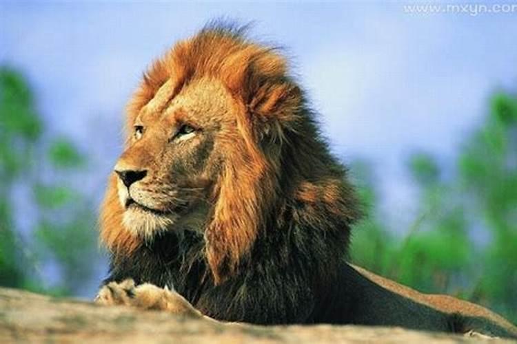 男人梦见狮子是什么预兆解梦