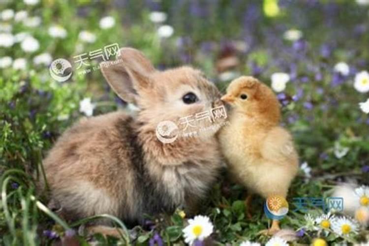 鸡和兔子属相婚配如何