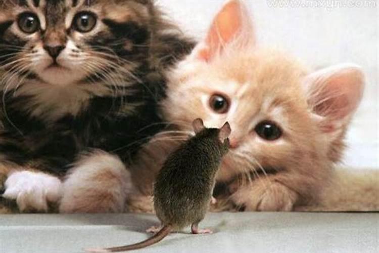 梦见猫捉老鼠并吃掉是什么意思