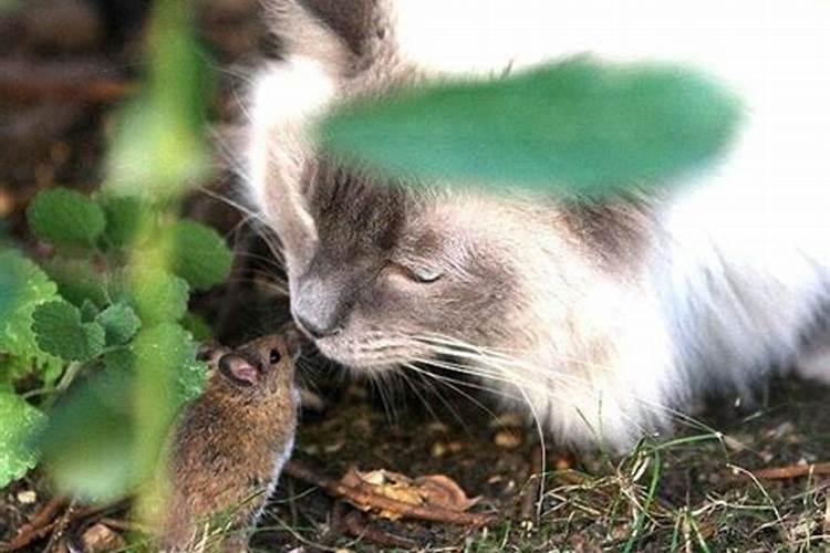 梦见老鼠和猫一起玩什么意思