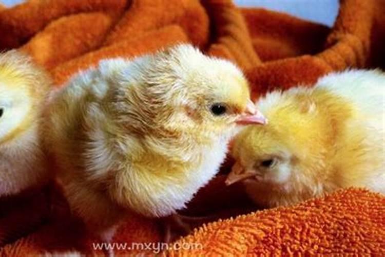 梦见小鸡是什么预兆周公解梦梦见好多小鸡