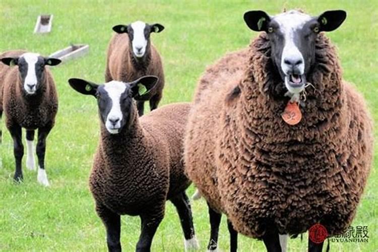 为什么属羊人容易离婚