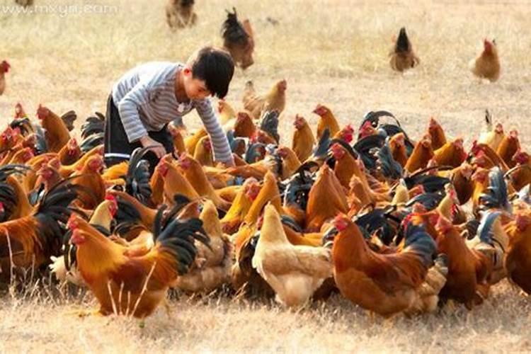 梦见拿食物给鸡吃什么意思