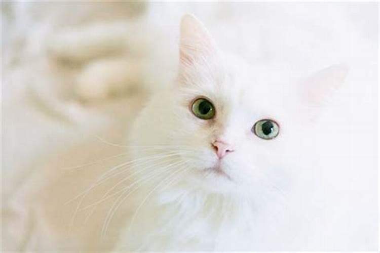 梦见白猫是什么预兆