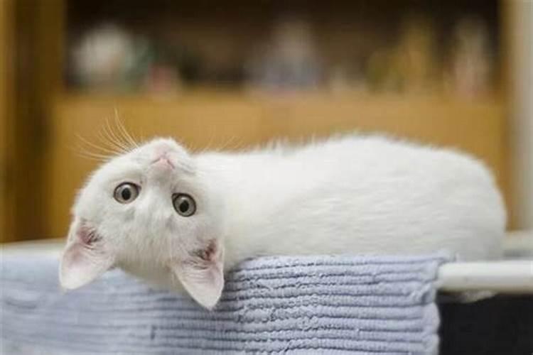 梦见白猫是什么预兆