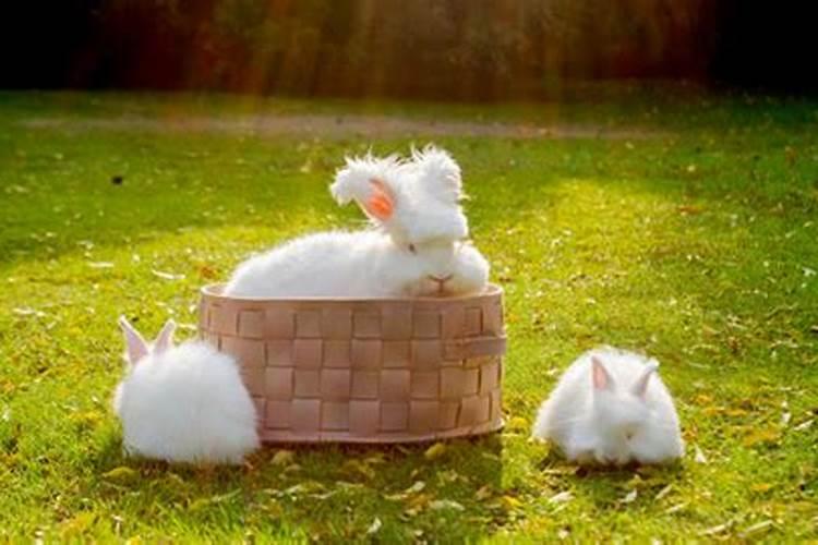 做梦梦见很多兔子是什么意思