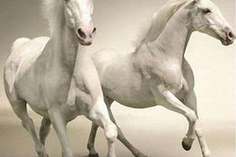 梦见两匹白马是什么预兆周公解梦