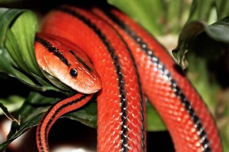 怀孕梦到红色的小蛇是什么意思