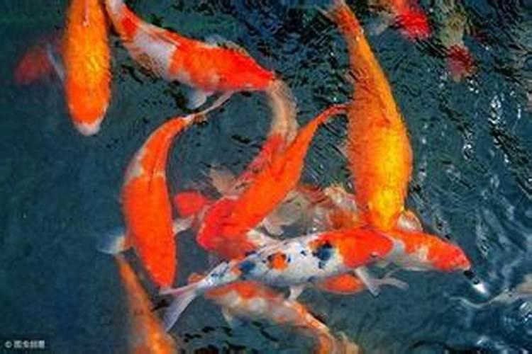 梦到很多红鲤鱼是什么意思？白蜡金命适合纹红色鲤鱼吗