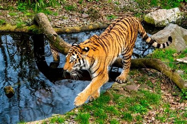 梦见四五只老虎在水里