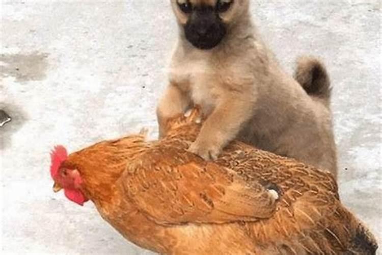鸡和狗的婚姻相结合吗？？