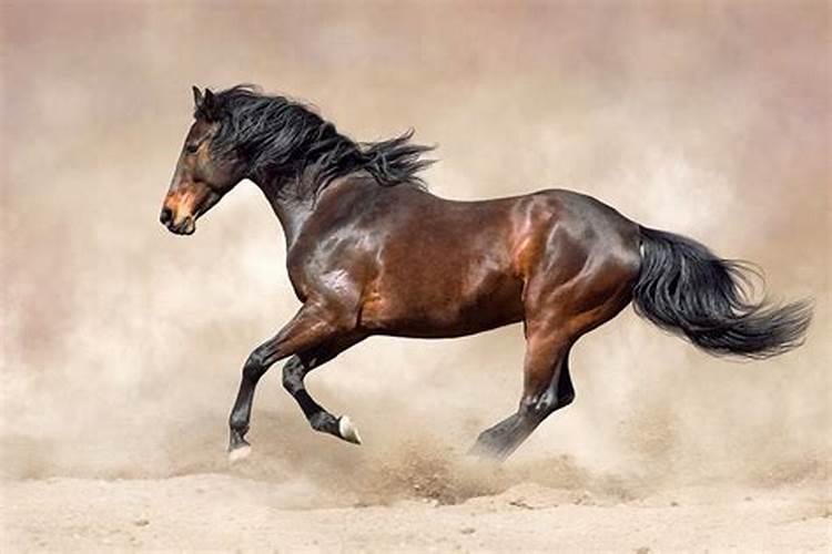 梦见自己骑着一匹黑马，马跑得很快，后面还有许多人追着