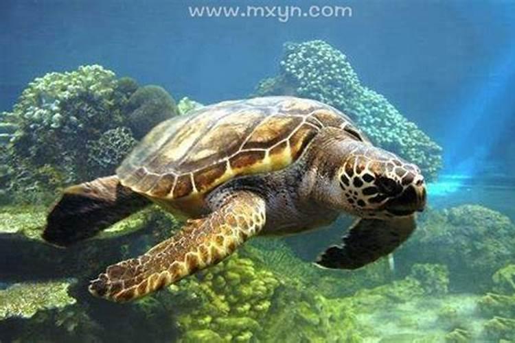 梦见大海龟从水里出来