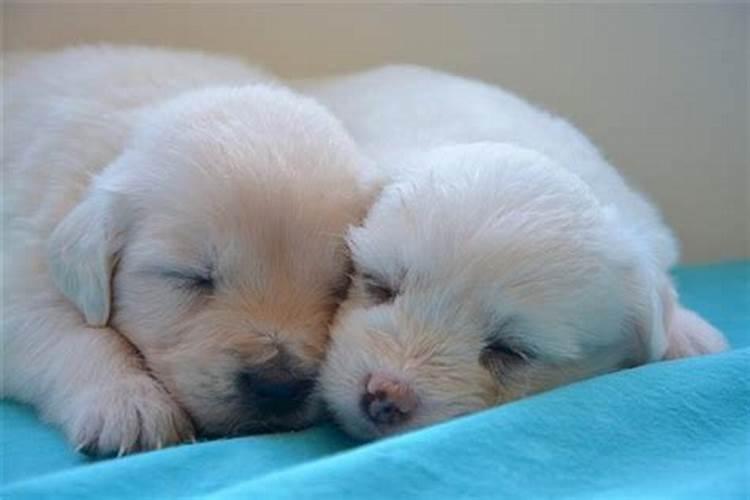 梦见狗生了2个小狗