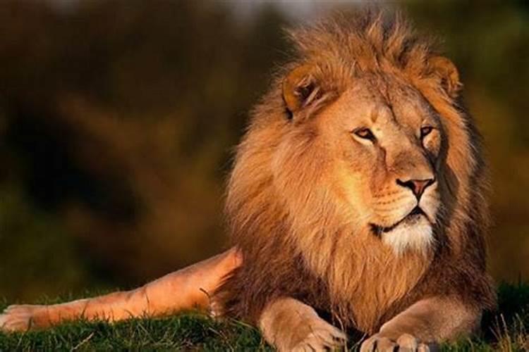 梦见狮子是什么预兆男性人体