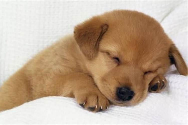 做梦梦见狗是什么意思？