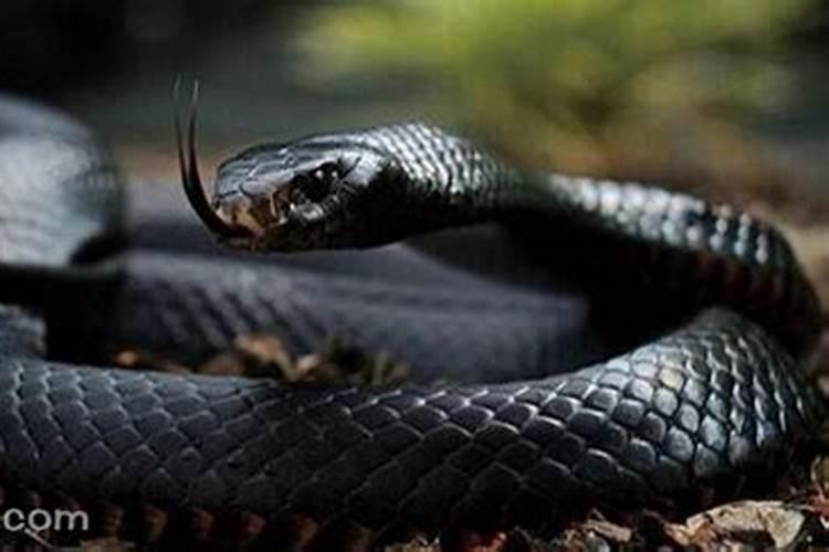 梦见大黑蛇是怀孕了吗