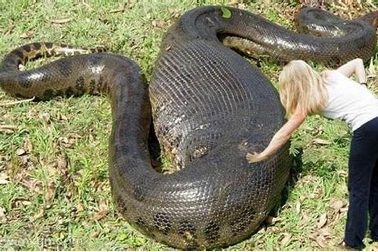 女人梦见大蟒蛇是什么意思一咬我