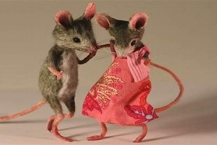 男鼠和女兔配婚姻好不好