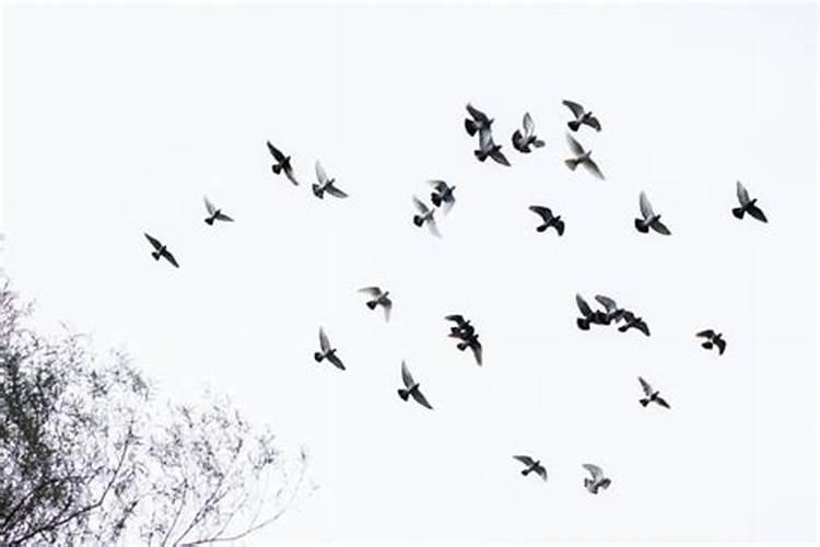 梦到天上一群鸟