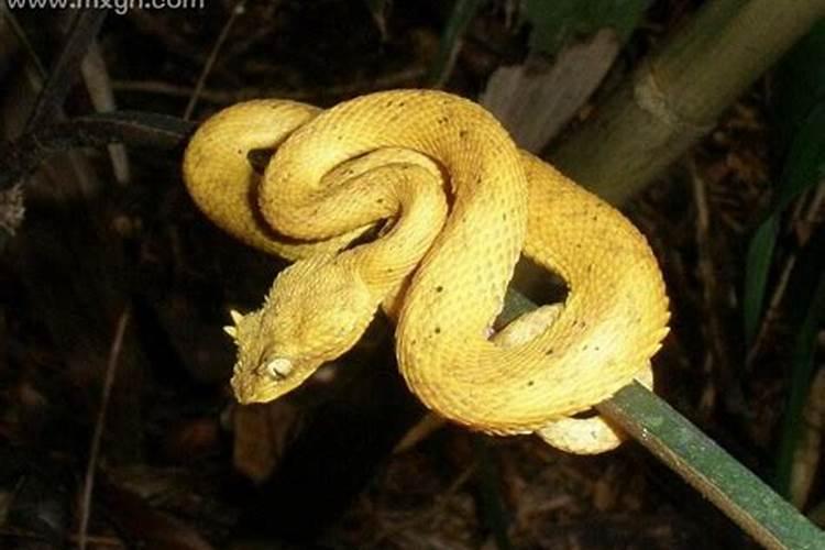 孕妇梦见黄色的蛇是什么预兆呢