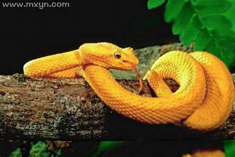 孕妇梦见黄色的蛇是什么预兆呢
