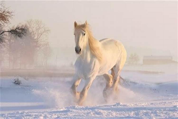 女人梦到一匹漂亮白马是什么意思啊
