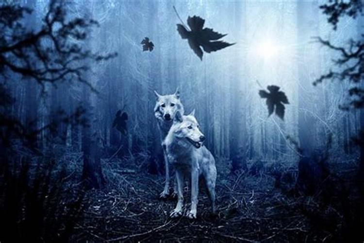 做梦梦到狼和狗追我