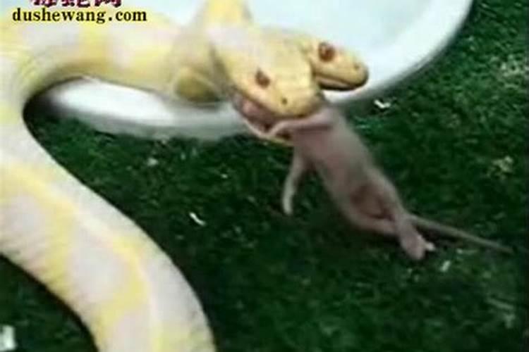 孕妇梦见自己被一条小蛇咬了是怎么回事啊