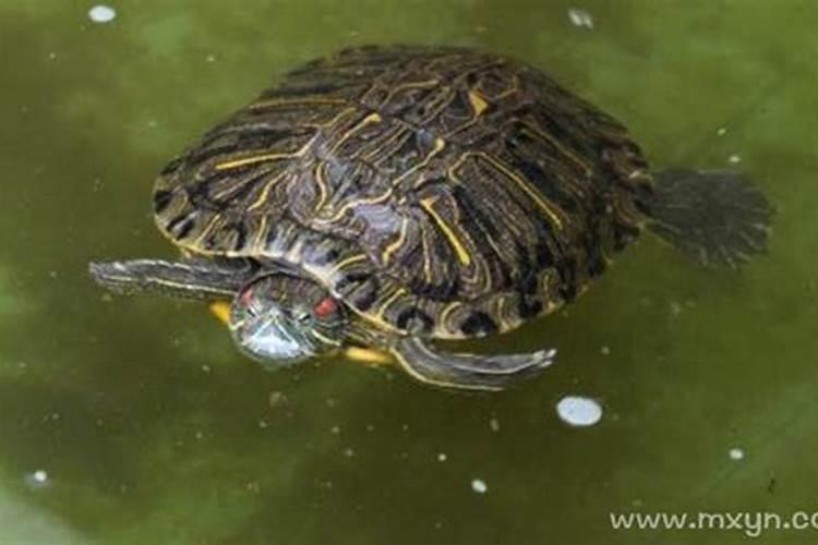梦到乌龟在水里游是什么意思