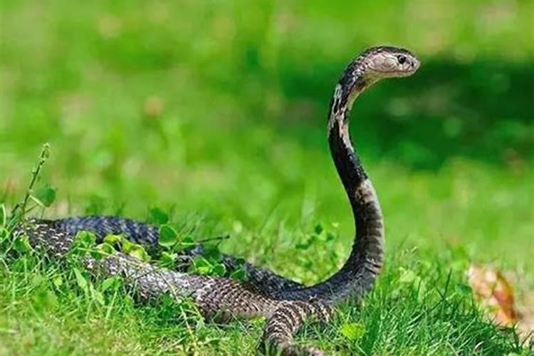 怀孕期间梦见蛇是什么预兆