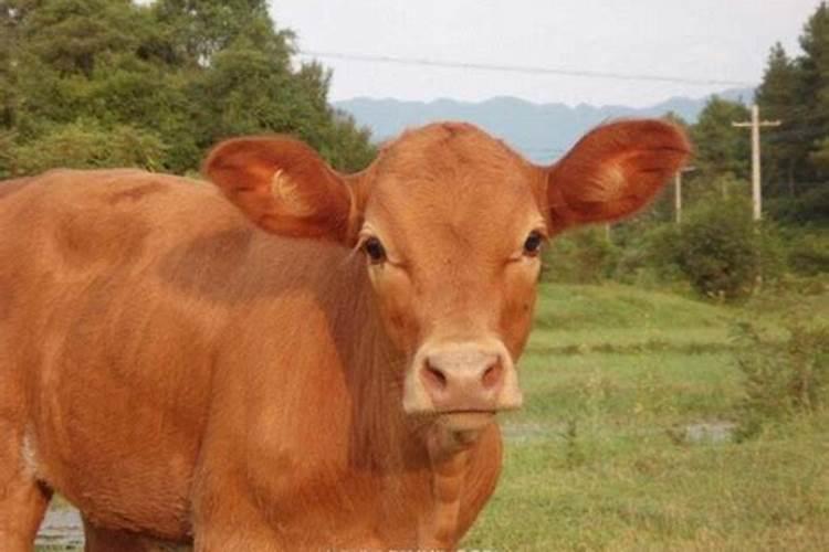 梦见大黄牛是什么意思有什么预兆呢？梦见牛是什么意思女人生男孩