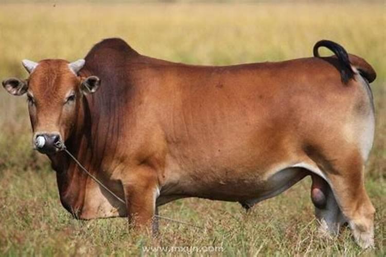 梦见大黄牛是什么意思有什么预兆呢？梦见牛是什么意思女人生男孩