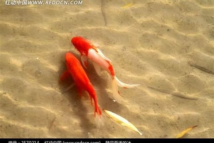 梦到一条红色的鱼和三条小鲫鱼在一起(梦到好多红色鱼是什么征兆)
